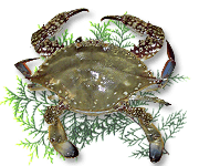 ガザミ